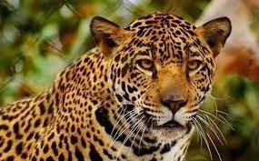 Ranchi: Monitoring is being done by drone to catch 'man-eating' leopard