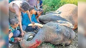 Odisha: An elephant died due to electrocution in Keonjhar forest