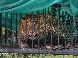 Pune : Leopard caught in Maharashtra's Pune city