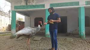 Amethi: The stork was living like a friend with the young man, the forest department sent to the bird sanctuary