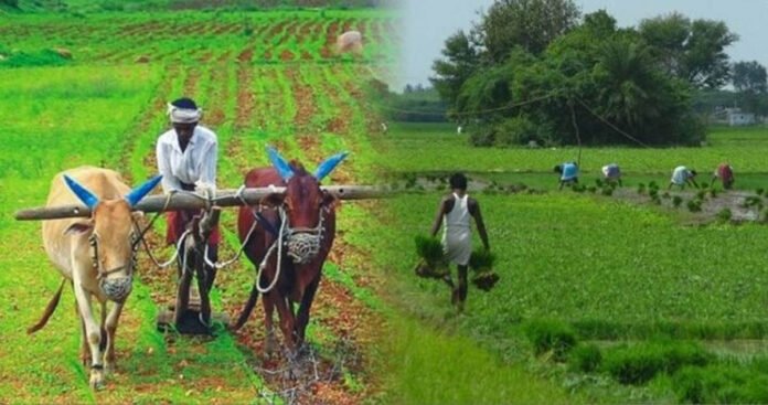 kharif crops_685