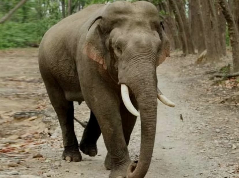 Jharkhand: Herd of elephants tramples six people to death