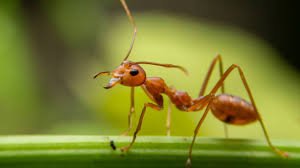 Shillong: Ants May Aid in Cancer Treatment