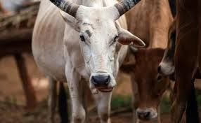 Mumbai: Maharashtra's Indigenous Cow Research Center approved to be named after 'Ajitdada Pawar'