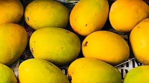 Navi Mumbai: Hapus Mangoes Become Cheaper; Prices Drop at APMC