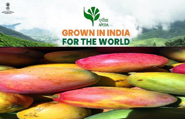 New Delhi: First commercial consignment of GI-tagged Rewa Sundarja mangoes shipped to UAE